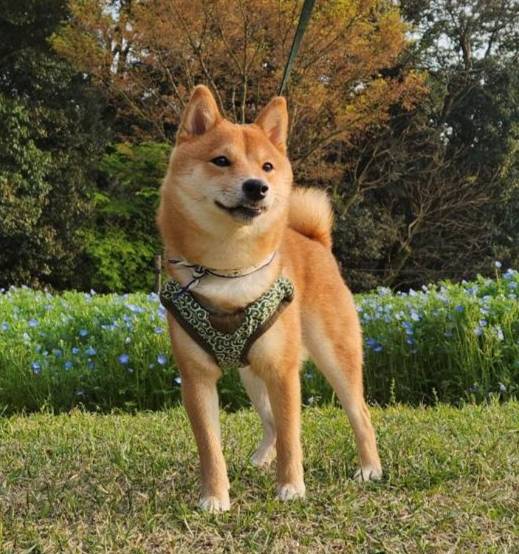 松久保スタッフと豆柴