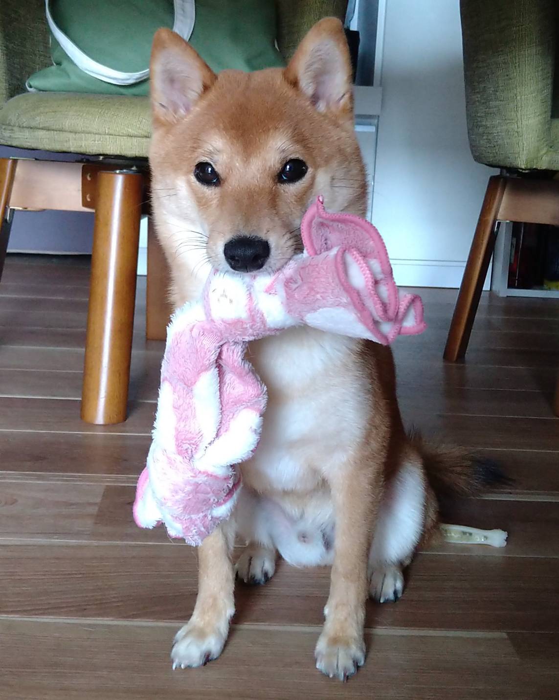 豆柴・大豆 写真1