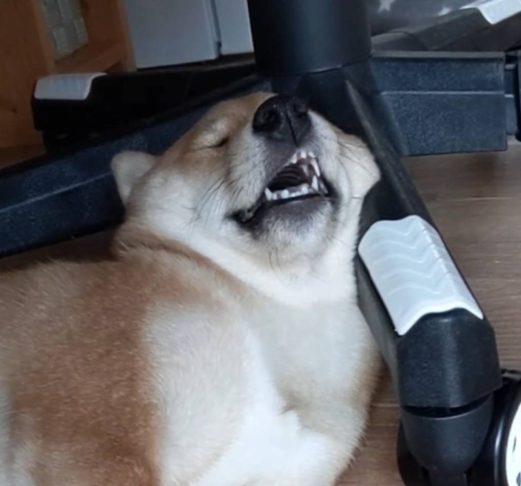 ワンコ飼いあるあるの写真