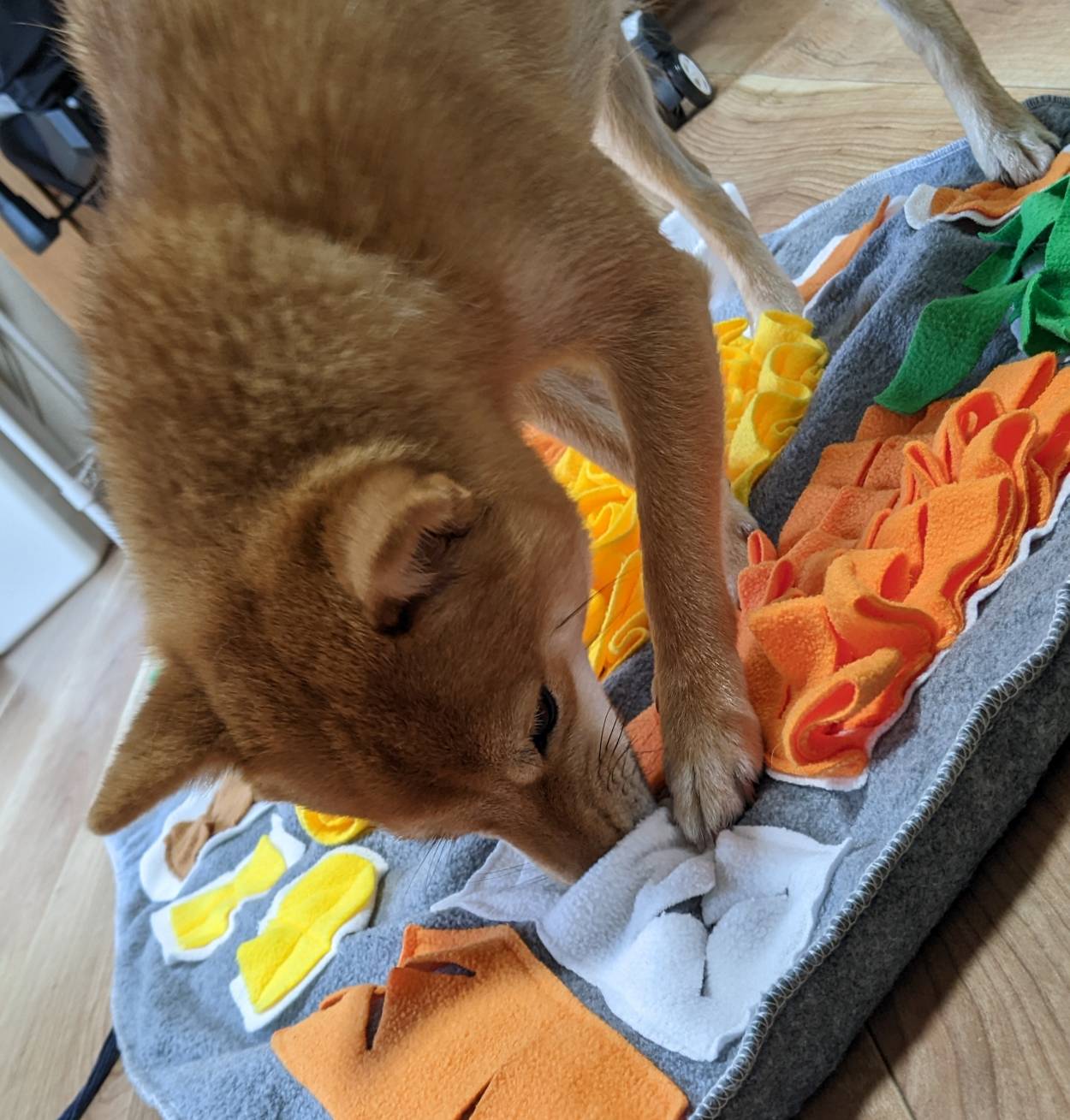 ノーズワークマットで遊ぶワンちゃん