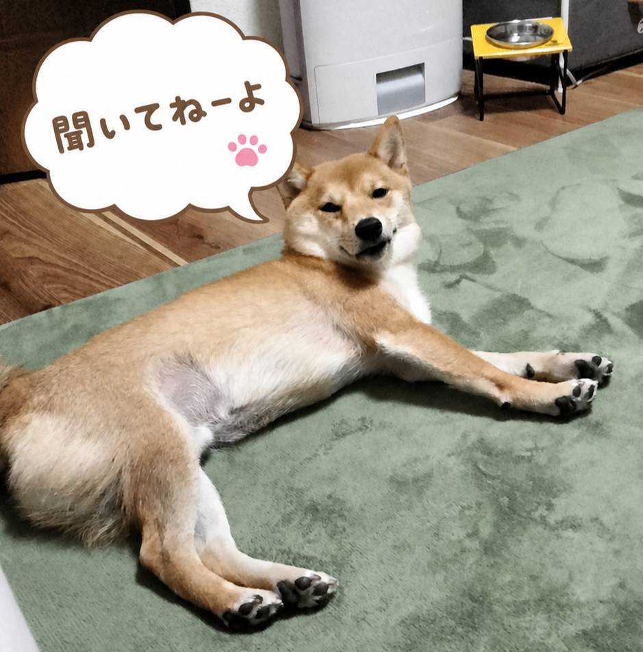ワンコ飼いあるあるの写真