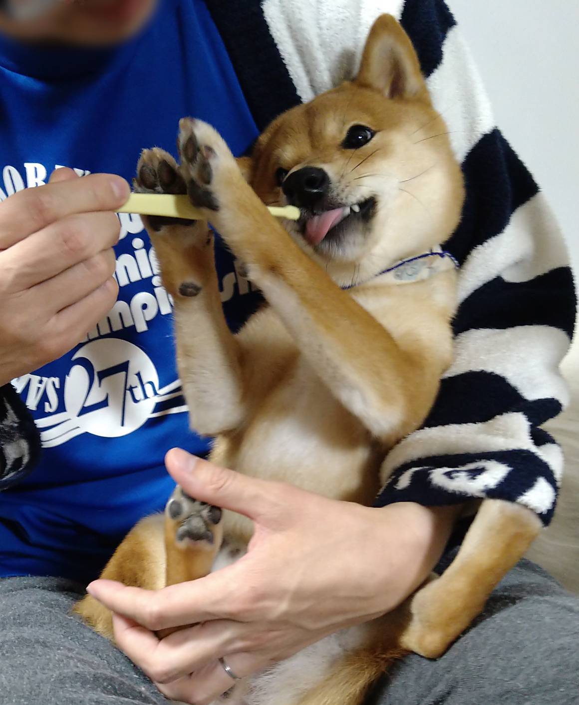歯磨き中の大豆