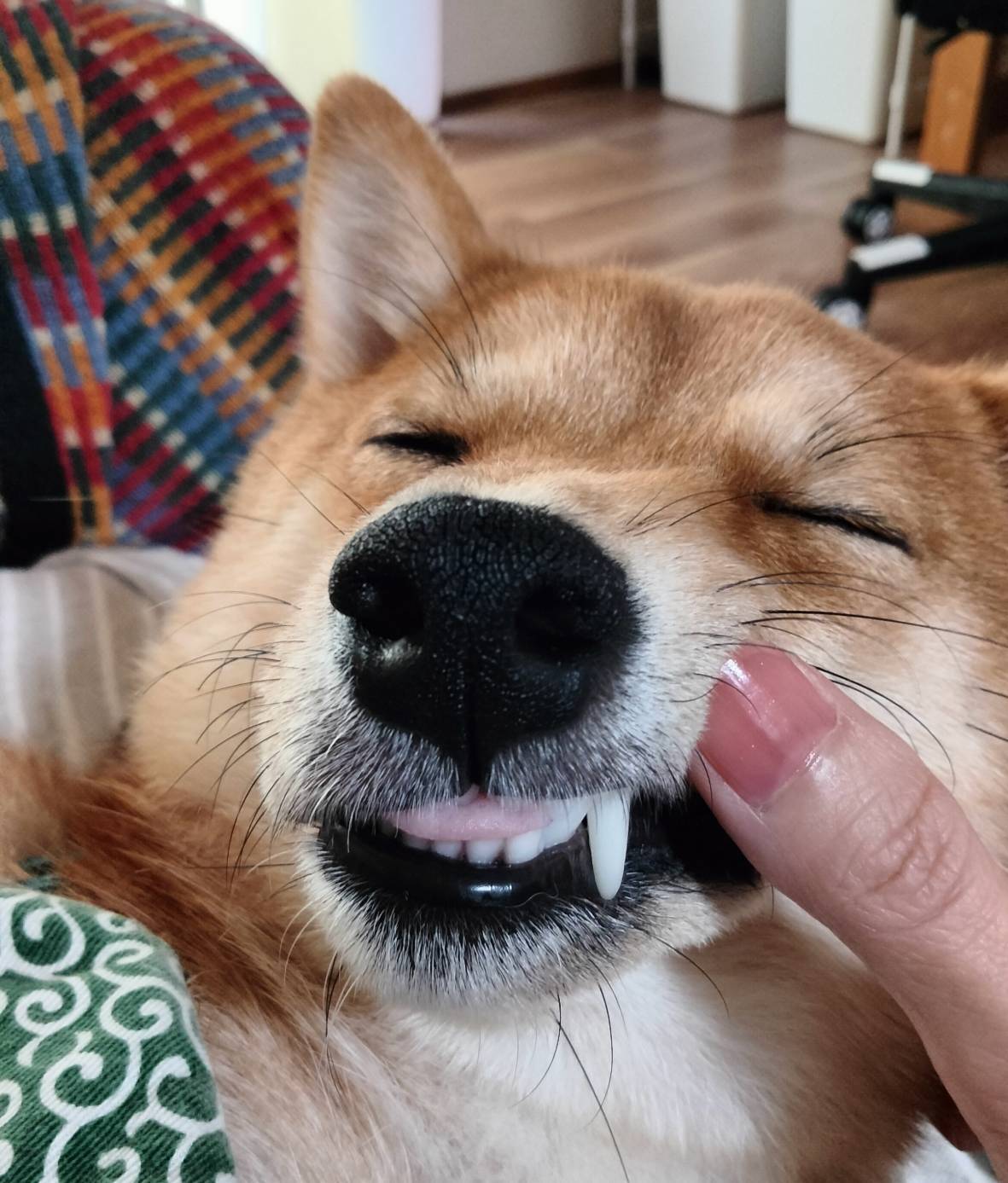 大豆のきれいな歯