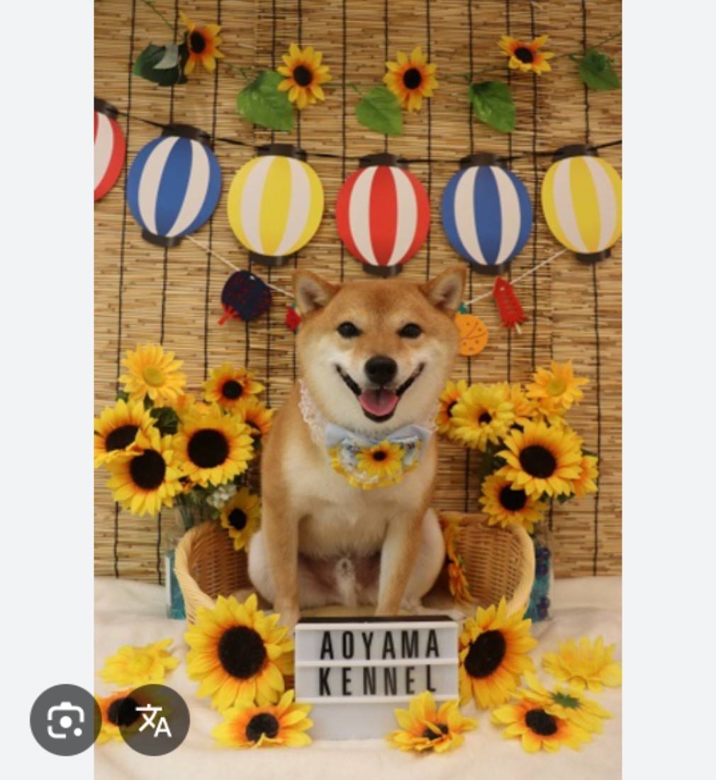 夏祭りフォトブースのイメージ
