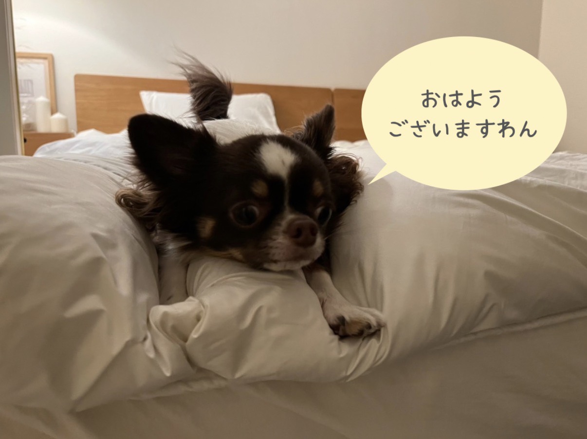 早朝散歩のさん太