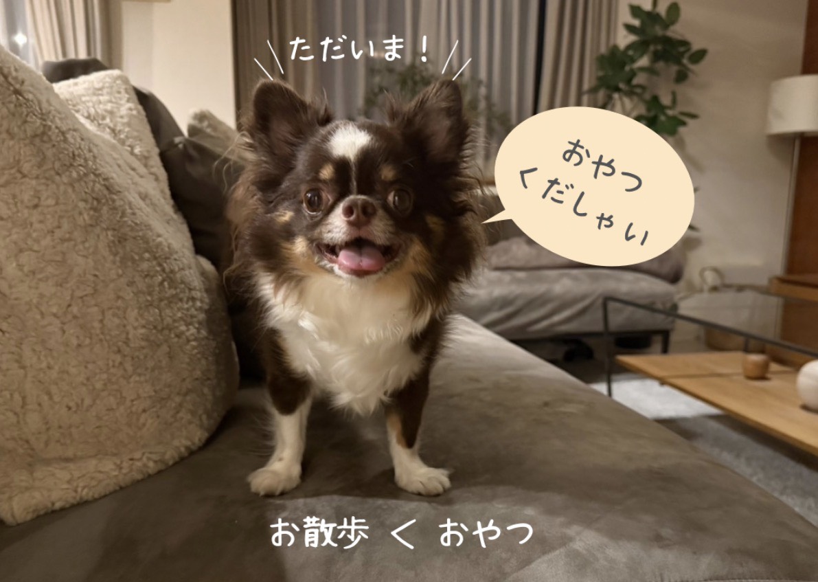 夏のお散歩を終えたさん太
