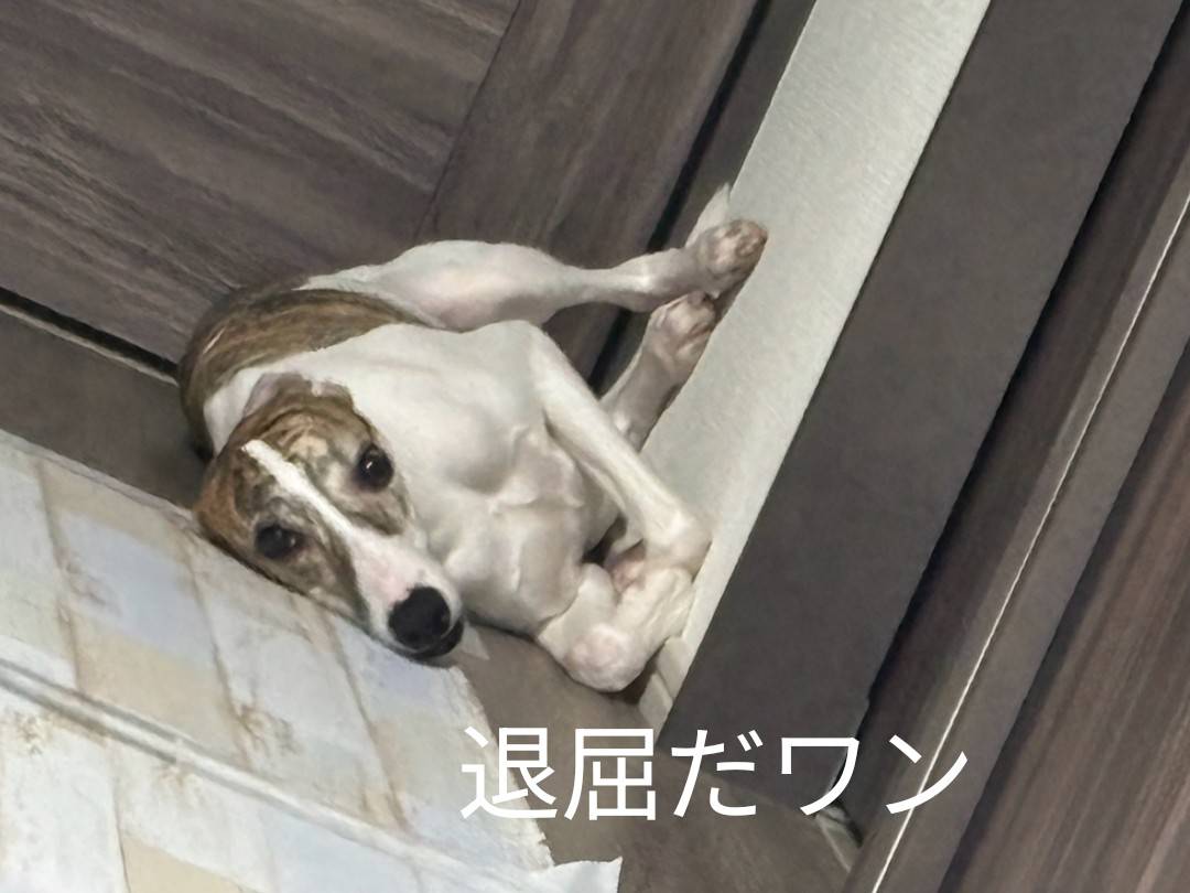 先住犬のラック