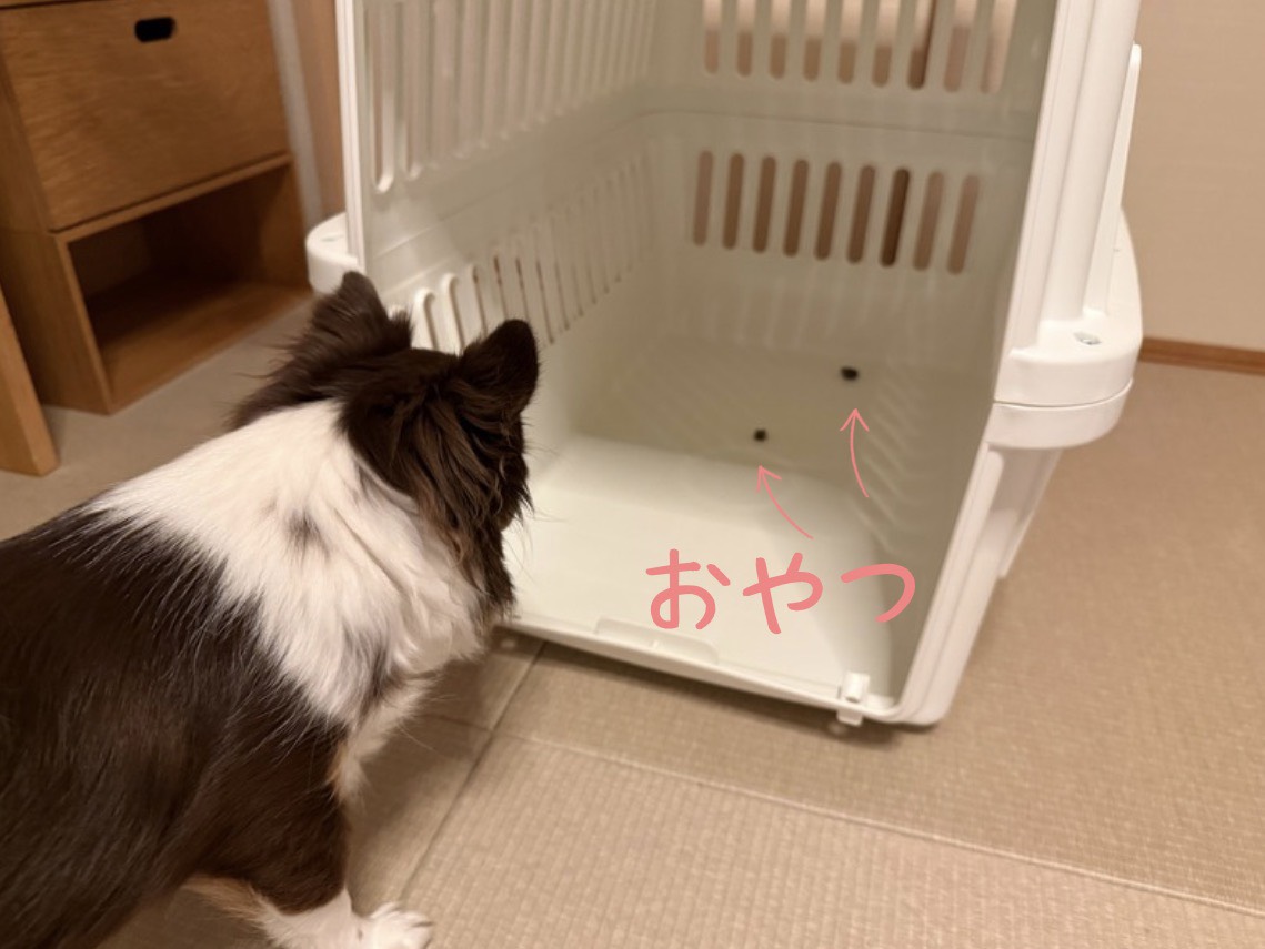 クレートを警戒するさん太
