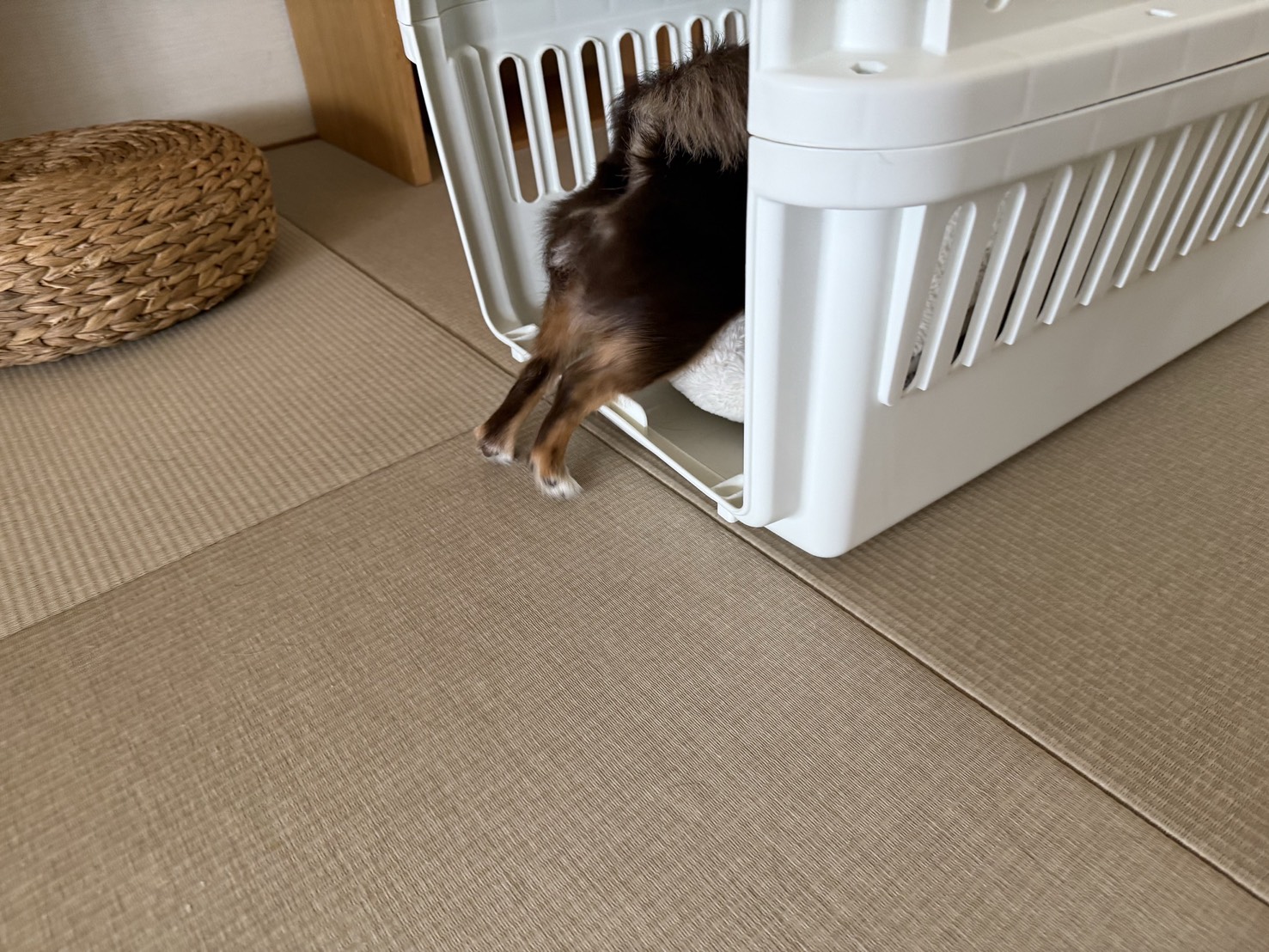 クレートに少しだけ入るさん太