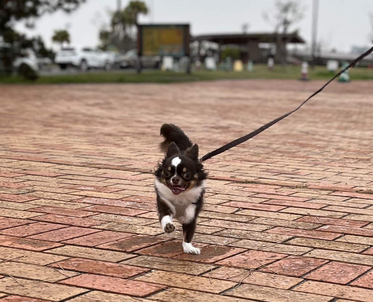 ワンちゃんが楽しんでいる様子