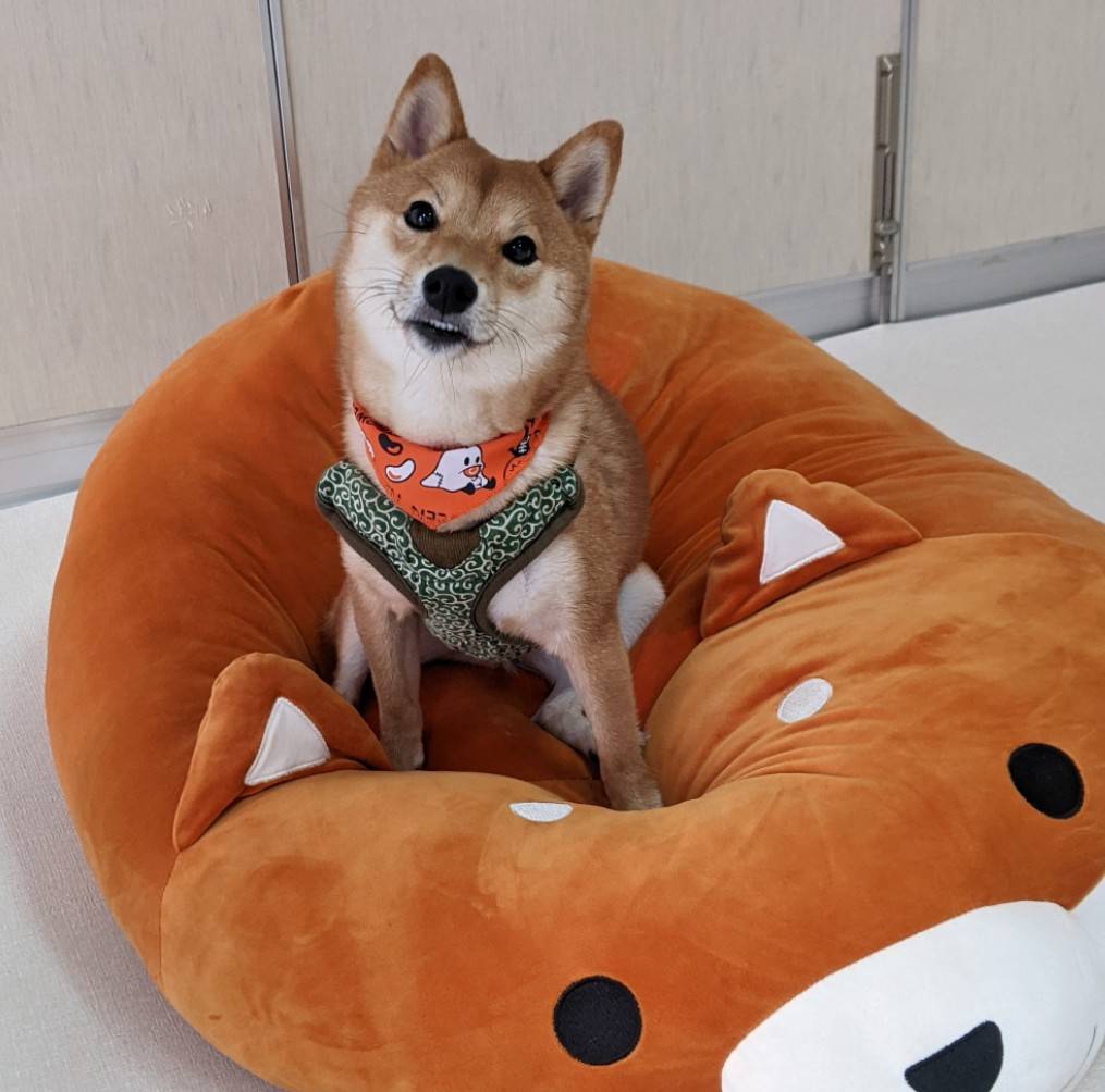 初めて見るものに興味を示す大豆