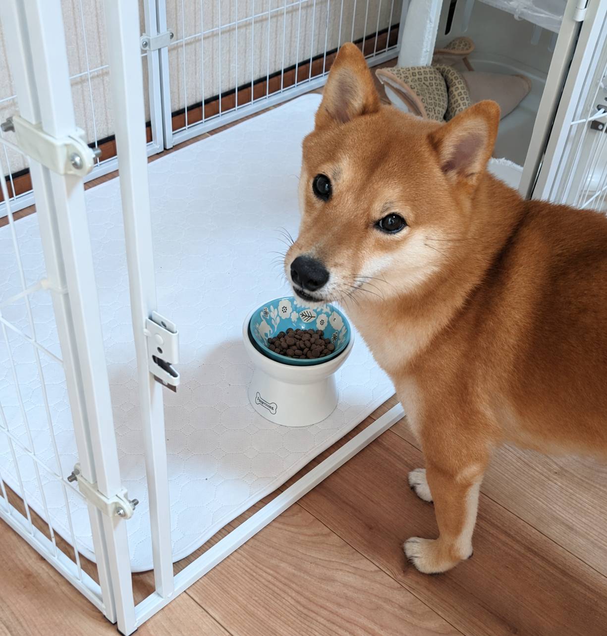 ご飯の前でこちらを見る大豆