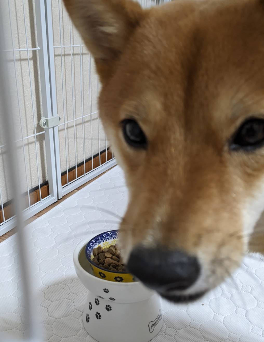 トッピングしたご飯を食べる大豆
